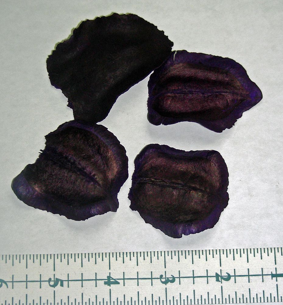 Jacaranda Pods - Purple