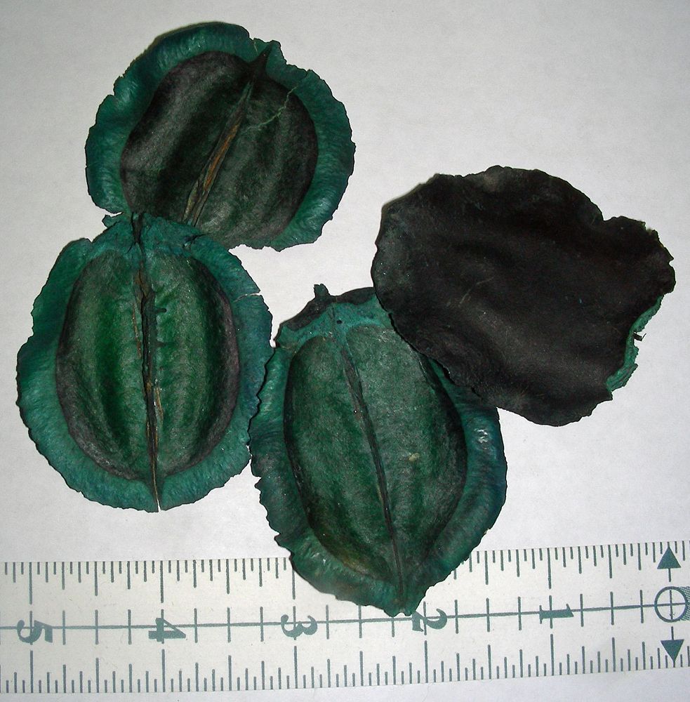 Jacaranda Pods Green