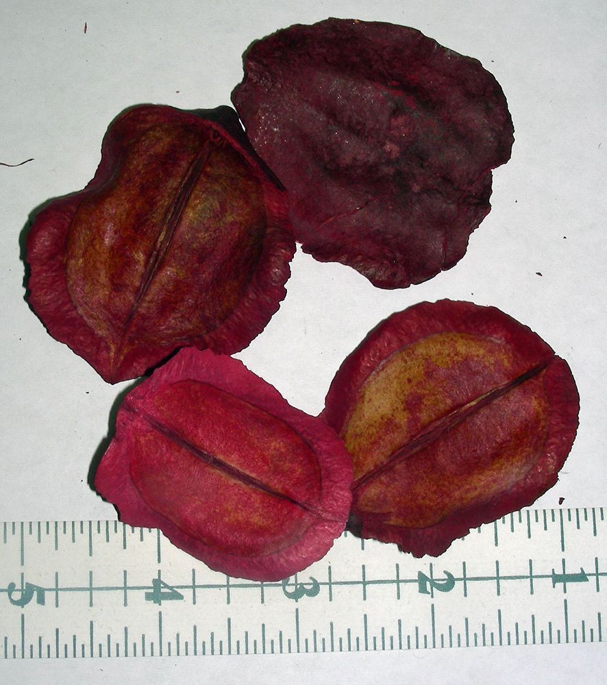 Jacaranda Pods Red