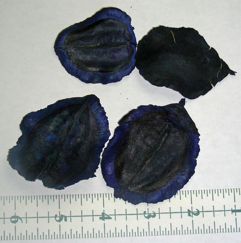 Jacaranda Pods Blue