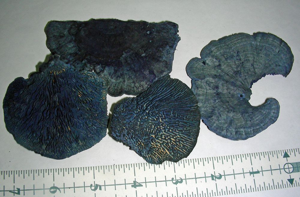 Sponge Mushroom Blue