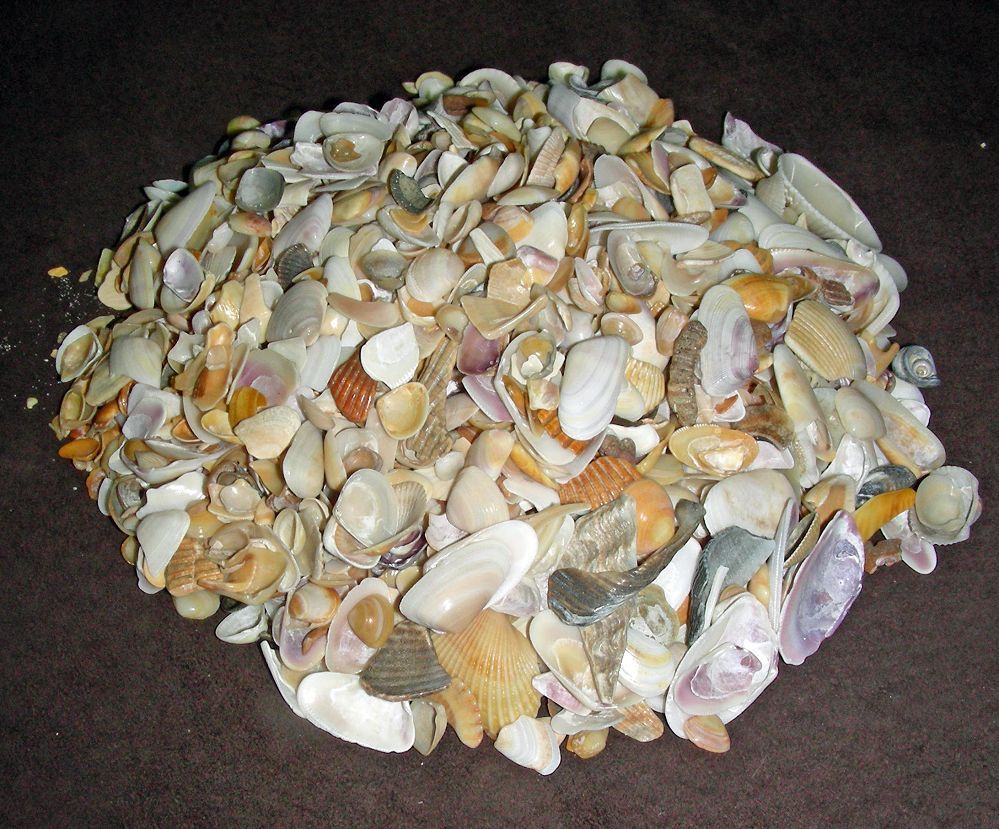 Crushed Sea Shells