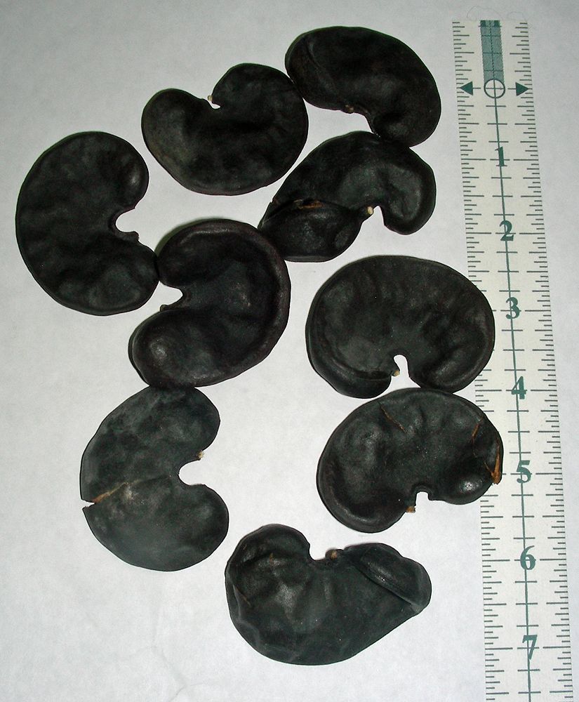 Monkey's Ear Pod 1 pc