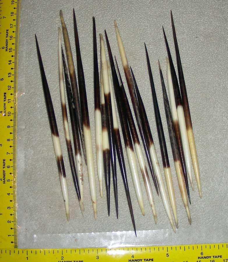 African Porcupine Quills