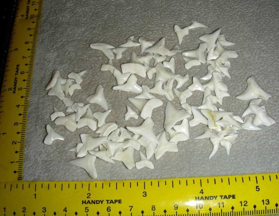 Blue Whale Arts | Blue Whale Arts