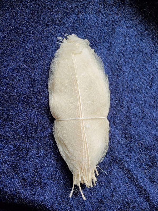 magnolia Skeletal Leaves