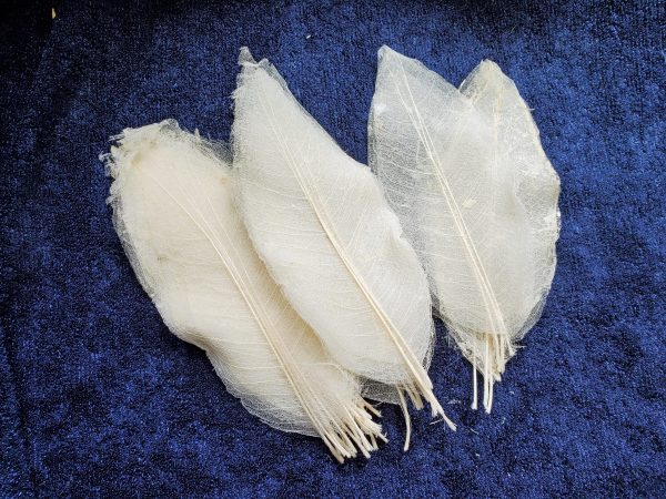 Magnolia Skeletal Leaves