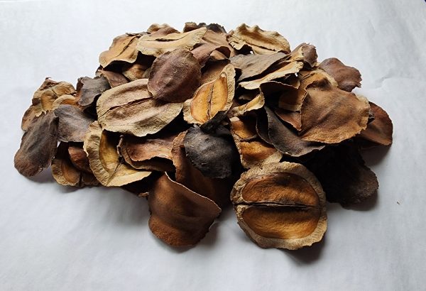 Jacuranda Pods
