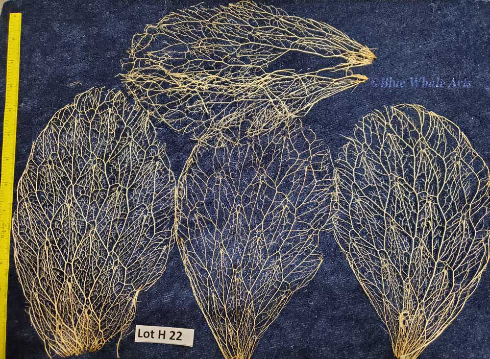 Prickly Pear Cactus Skeleton, Fiber - Lot H22