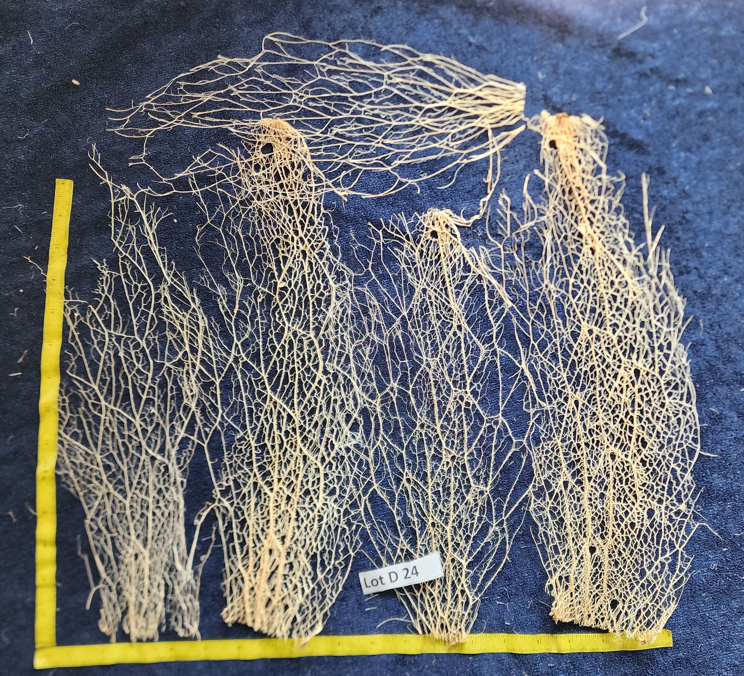 Prickly Pear Cactus Skeleton Fiber - Lot D 24
