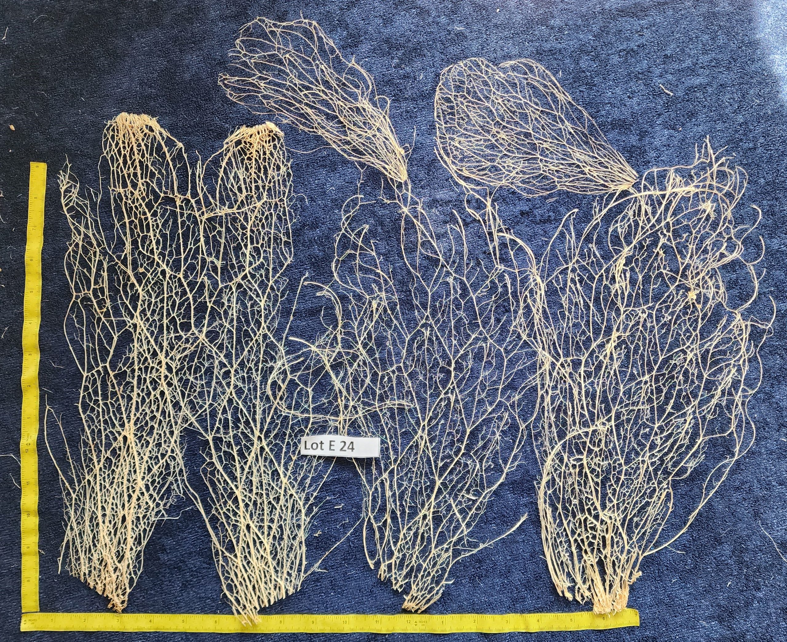 Prickly Pear Cactus Skeleton Fiber - Lot E 24