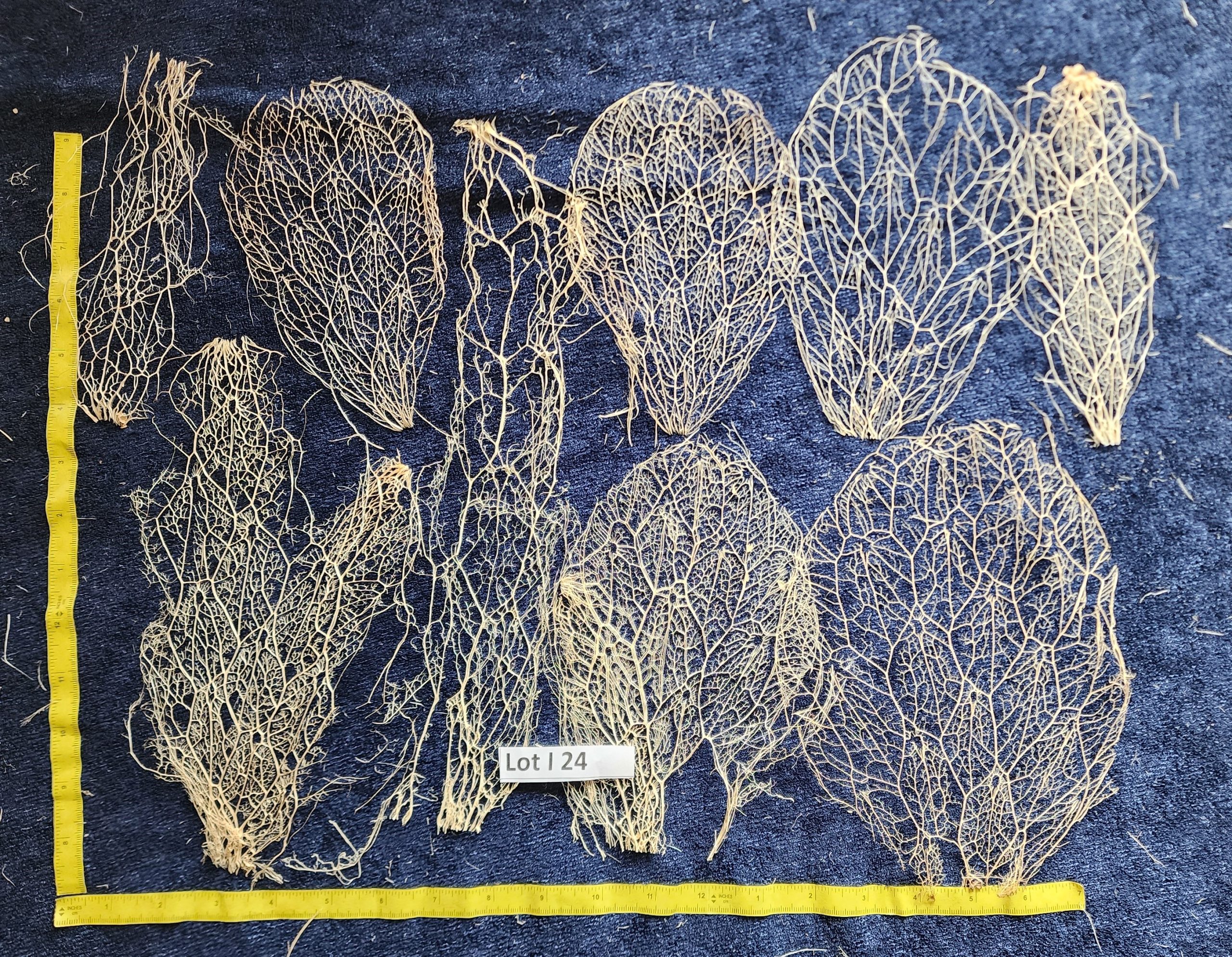 Prickly Pear Cactus Skeleton, Fiber - LOT I 24
