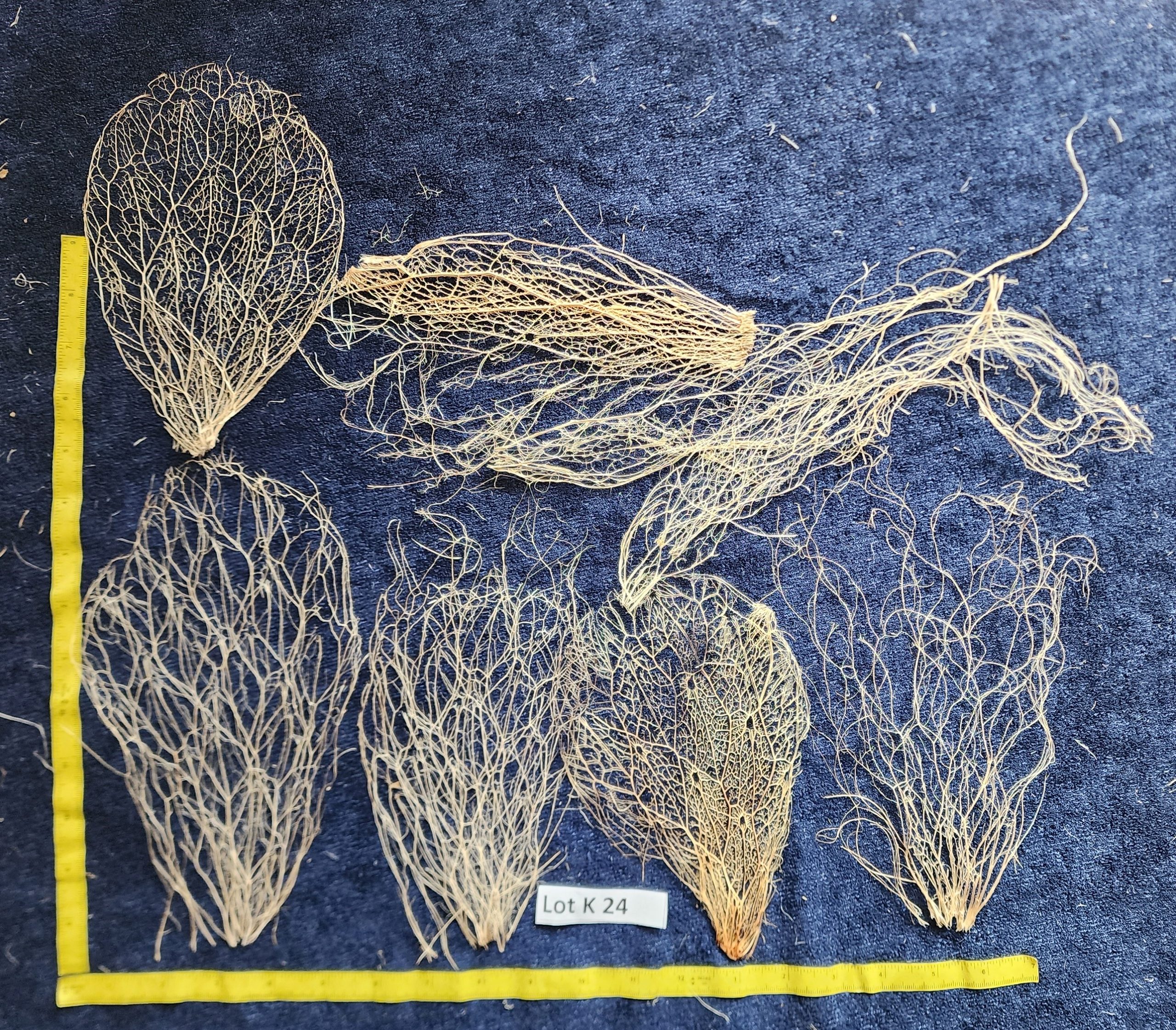 Prickly Pear Cactus Skeleton Fiber  Lot K 24