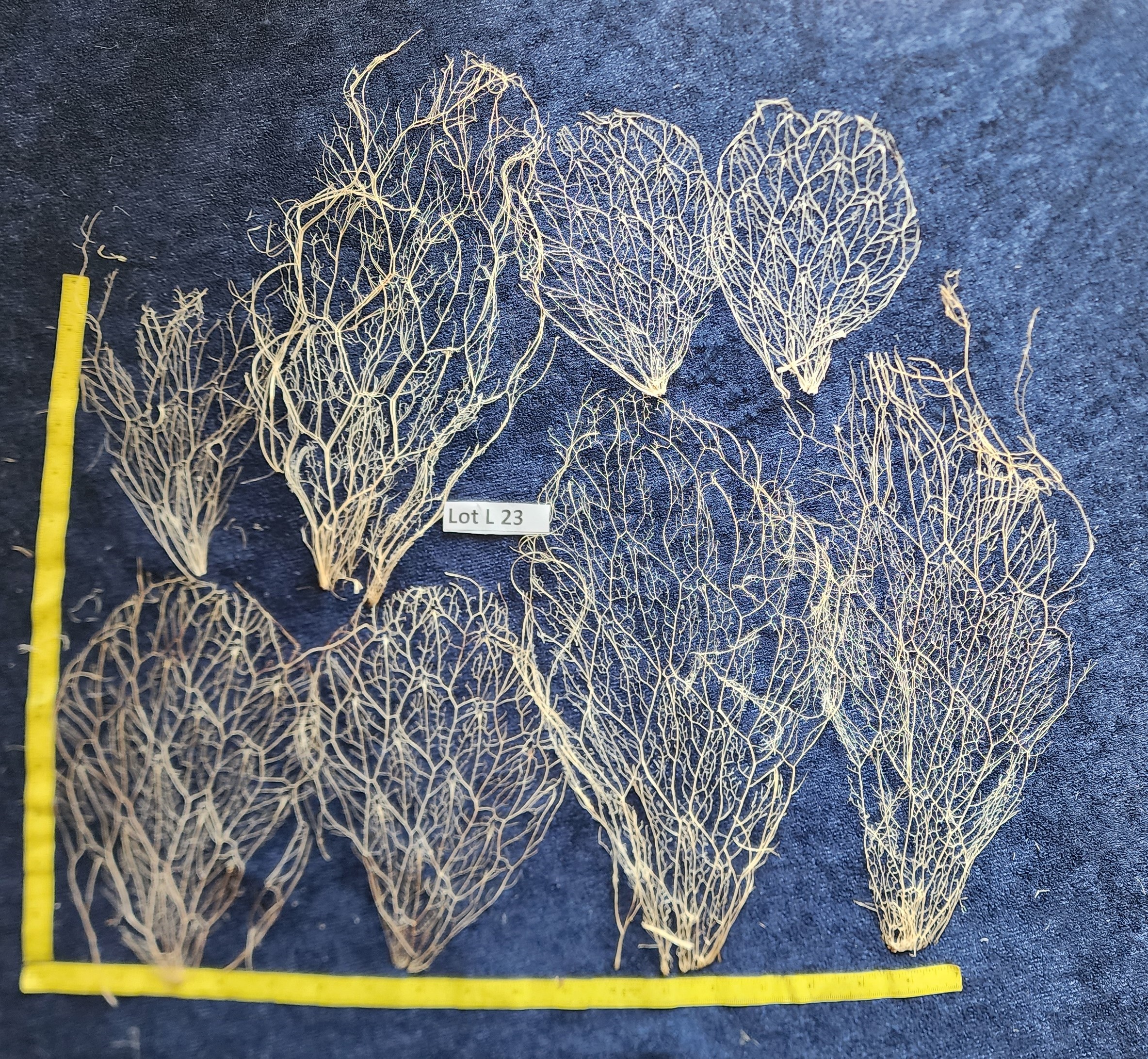 Prickly Pear Cactus Skeleton Fiber  Lot L23