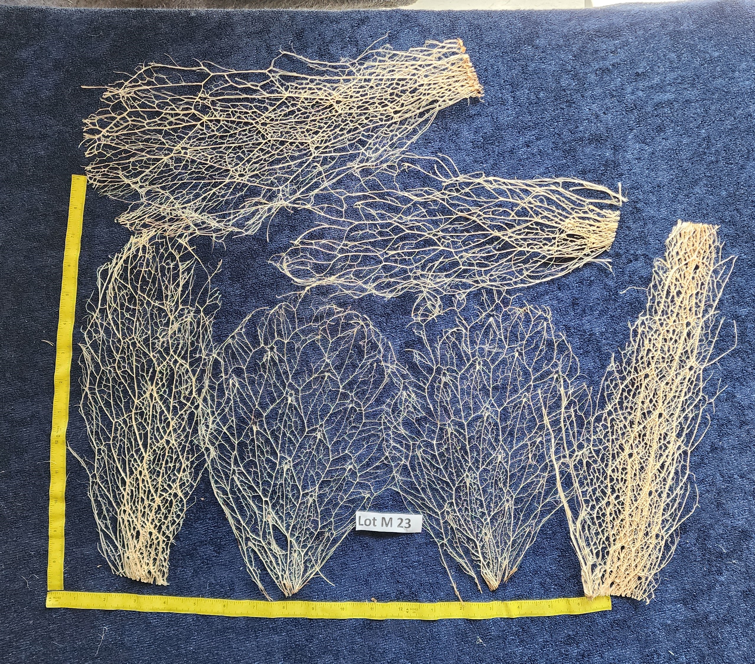 Prickly Pear Cactus Skeleton, Fiber - Lot M 23