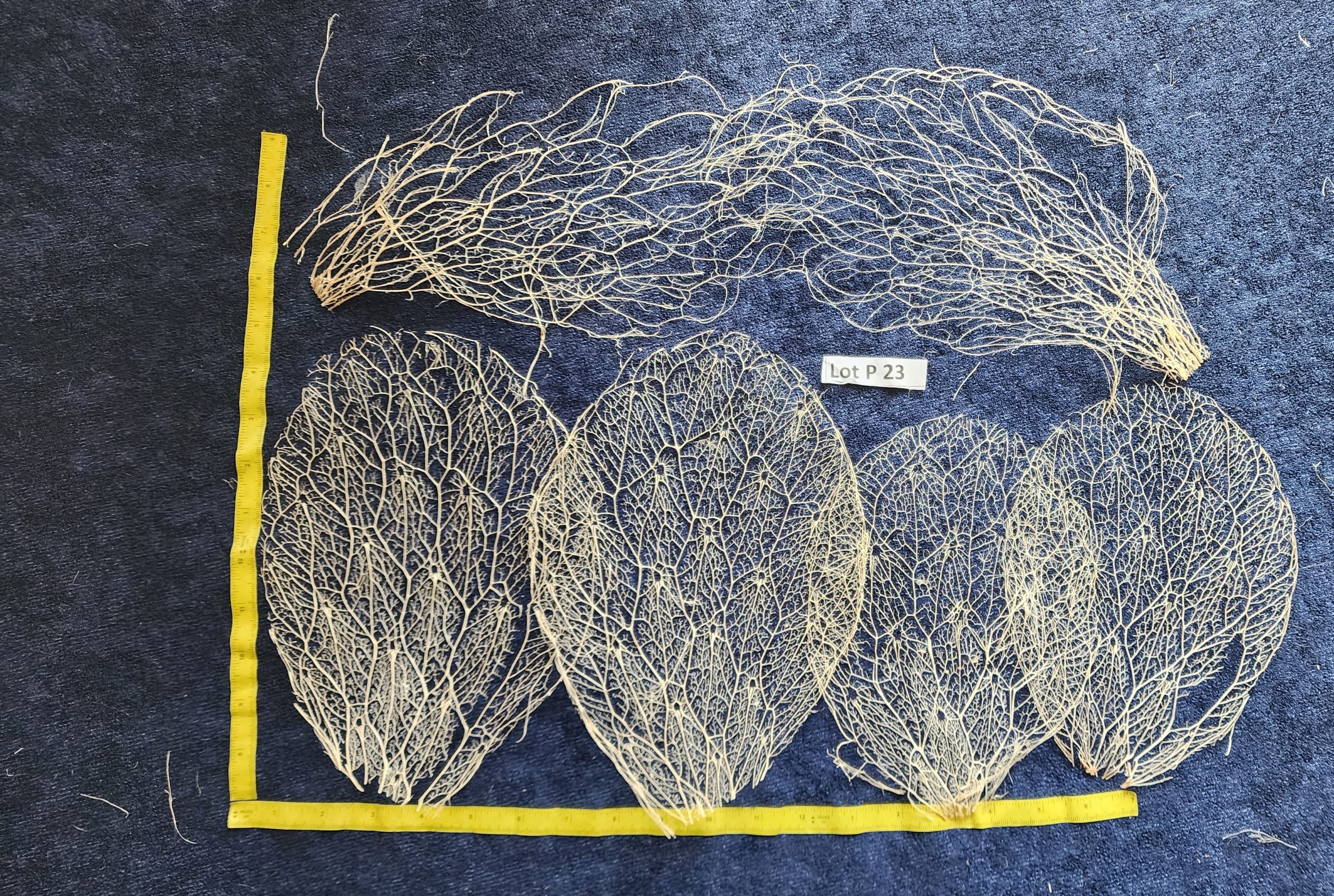 Prickly Pear Cactus Skeleton, Fiber - Lot P 23