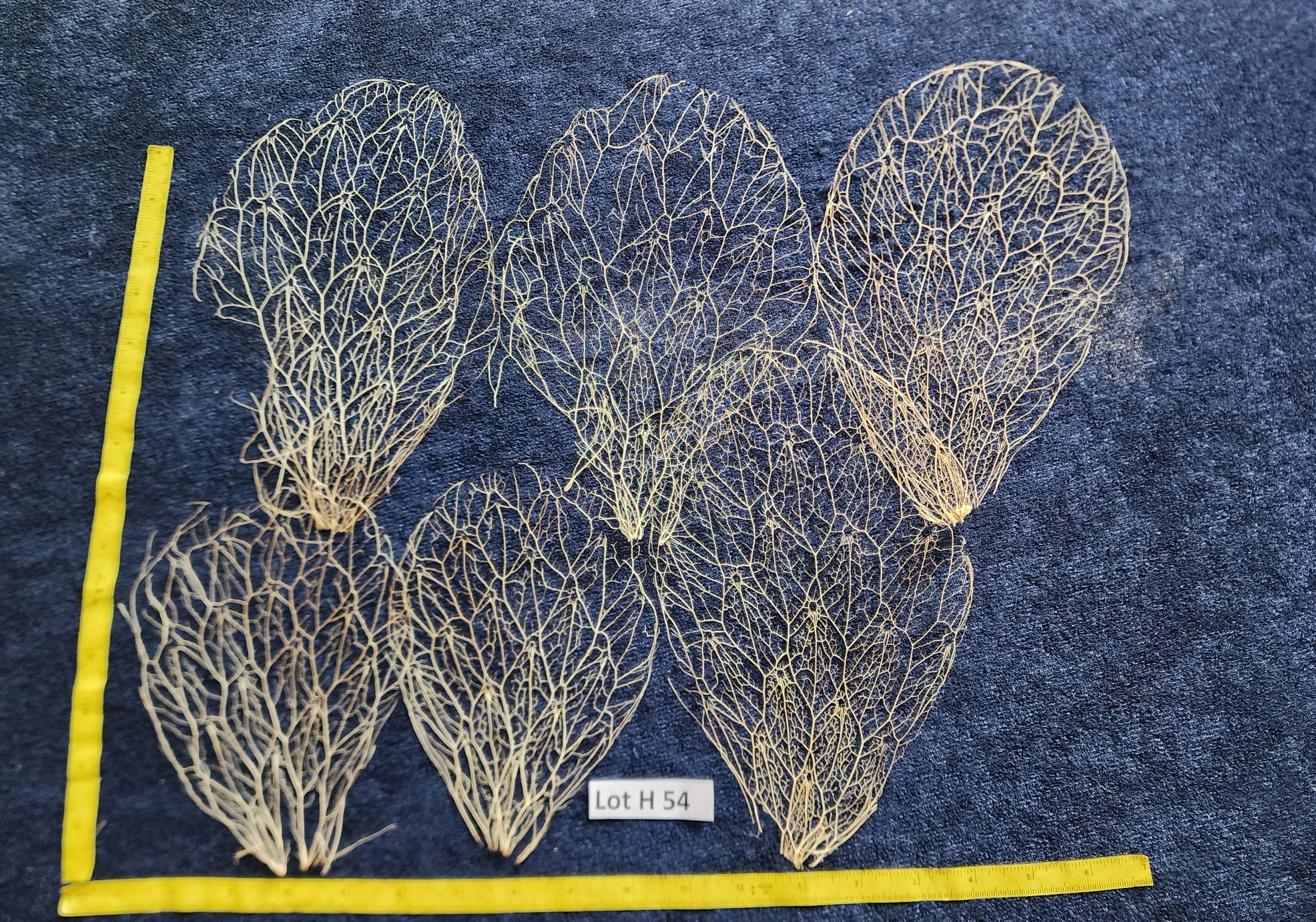 Prickly Pear Cactus Skeleton Fiber  - Lot H 54