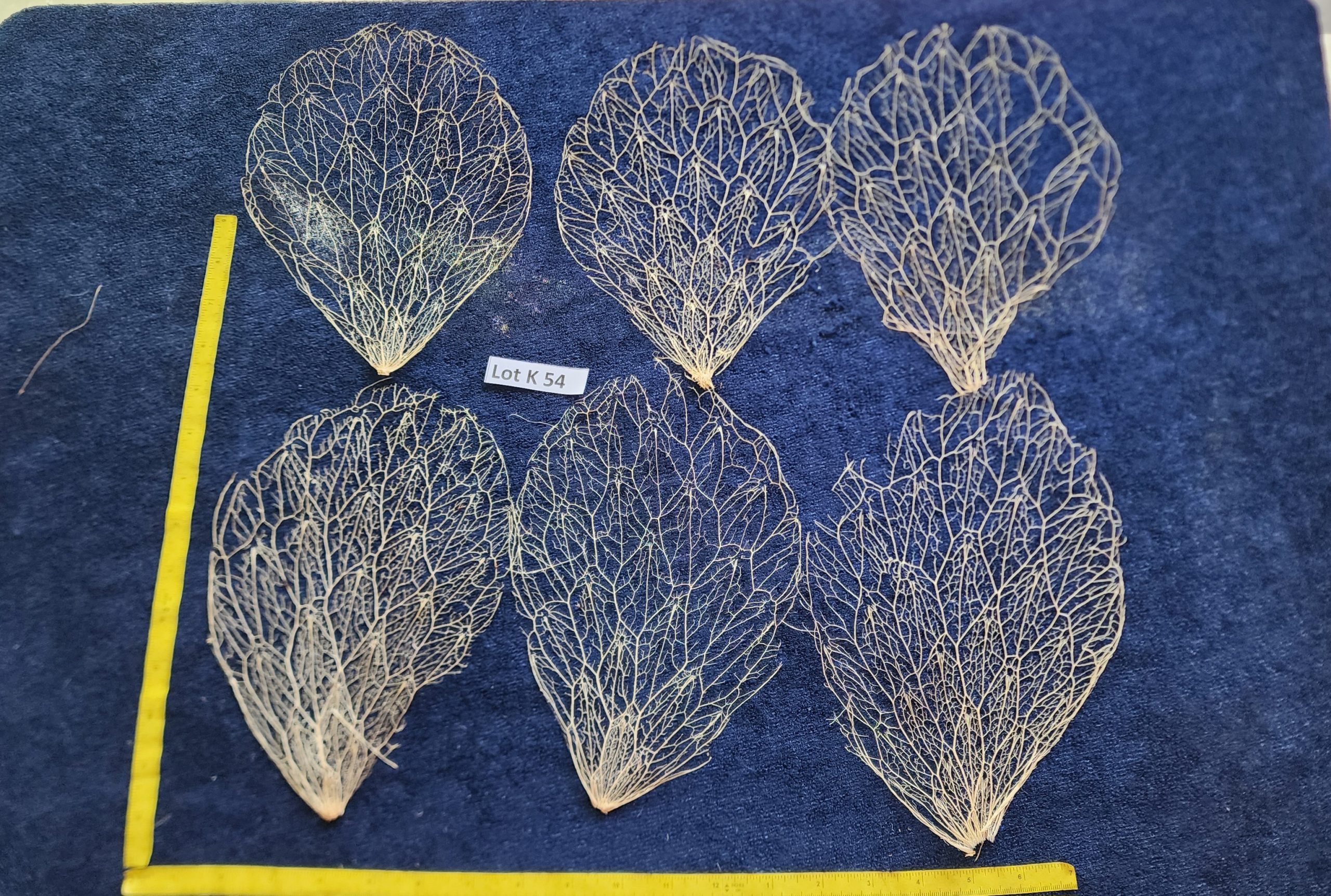 Prickly Pear Cactus Skeleton Fiber  - LOT K54