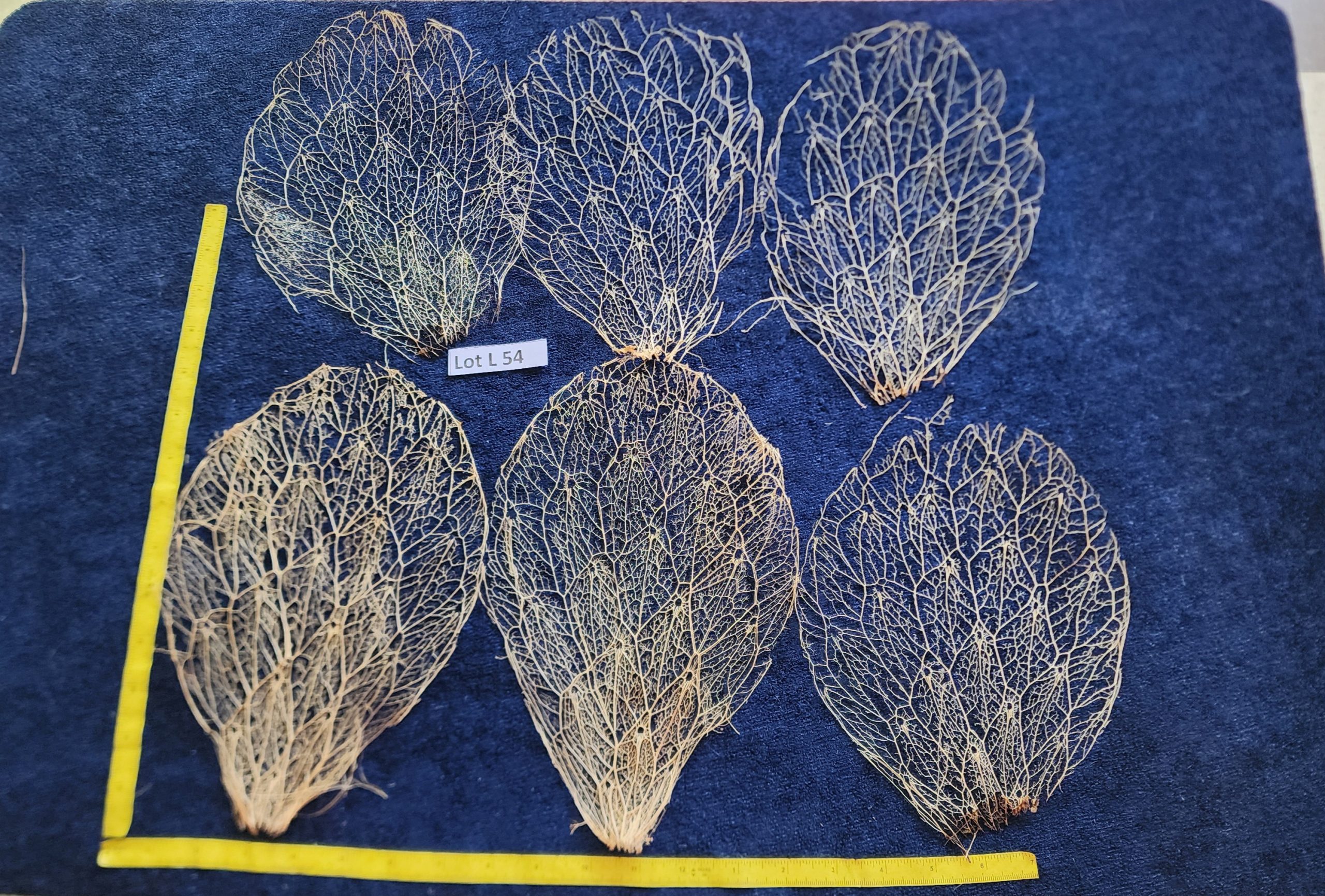 Prickly Pear Cactus Skeleton Fiber  - LOT L 54