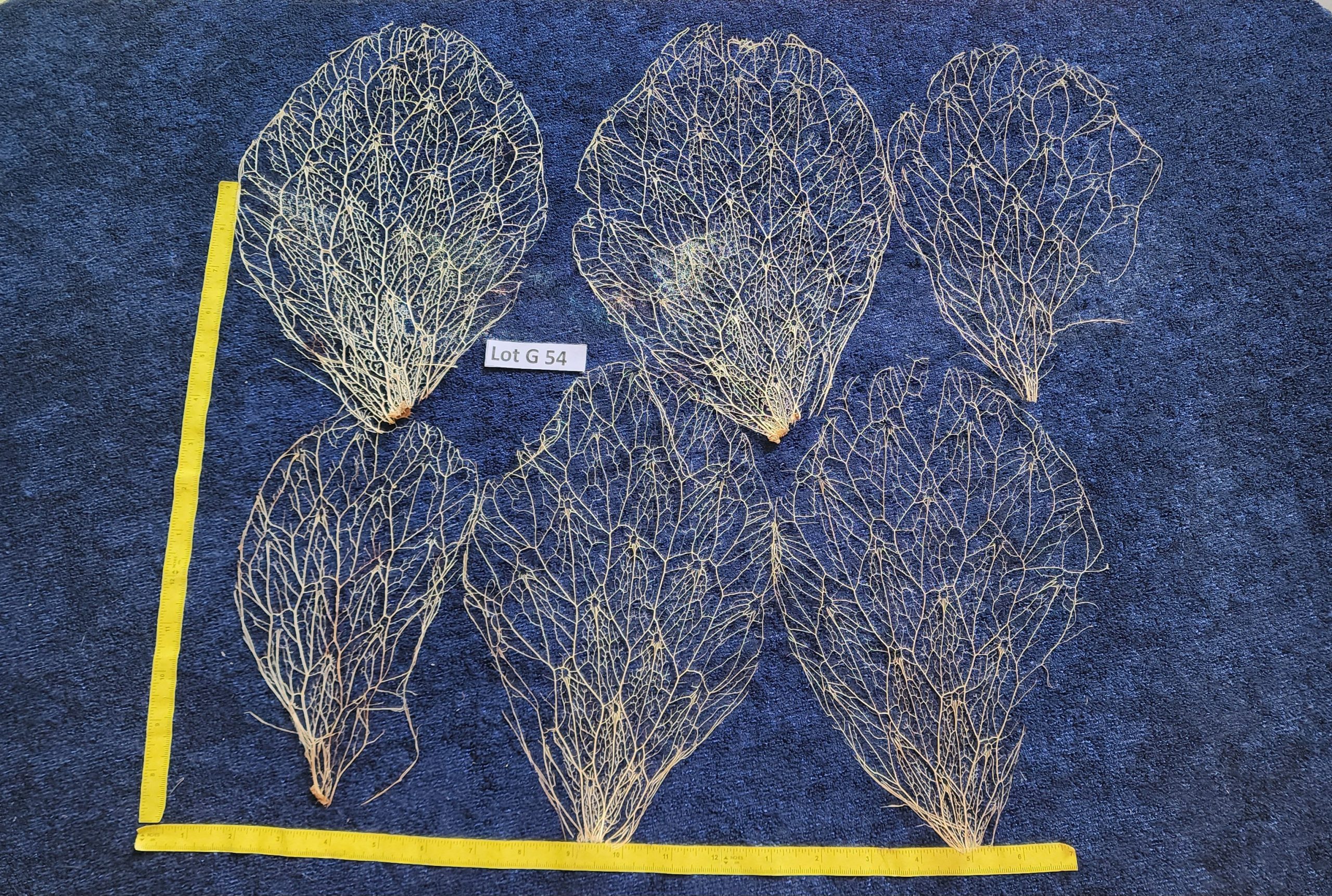Prickly Pear Cactus Skeleton Fiber  - LOT G 54