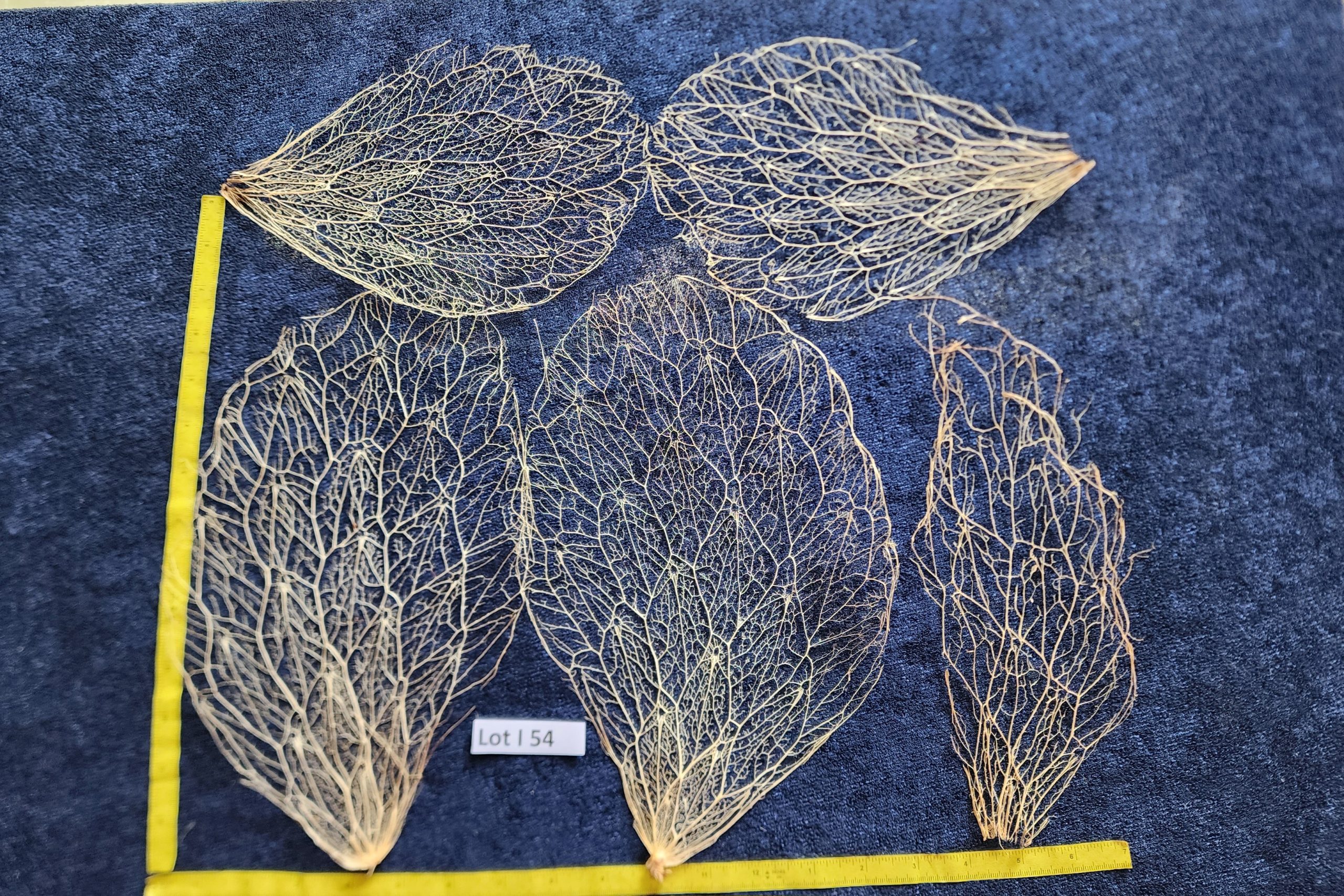Prickly Pear Cactus Skeleton Fiber  - Lot I 54
