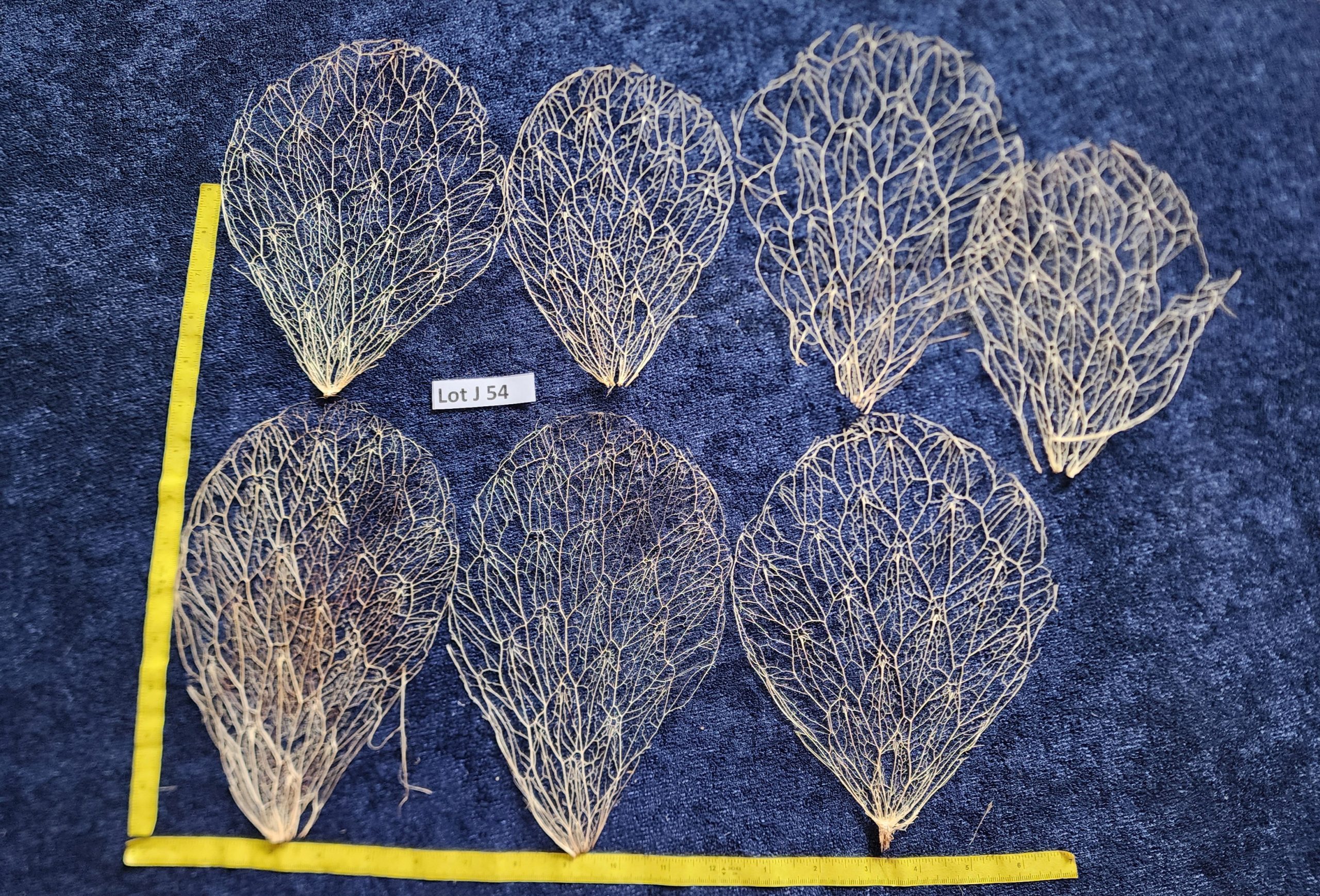 Prickly Pear Cactus Skeleton Fiber  - Lot J 54