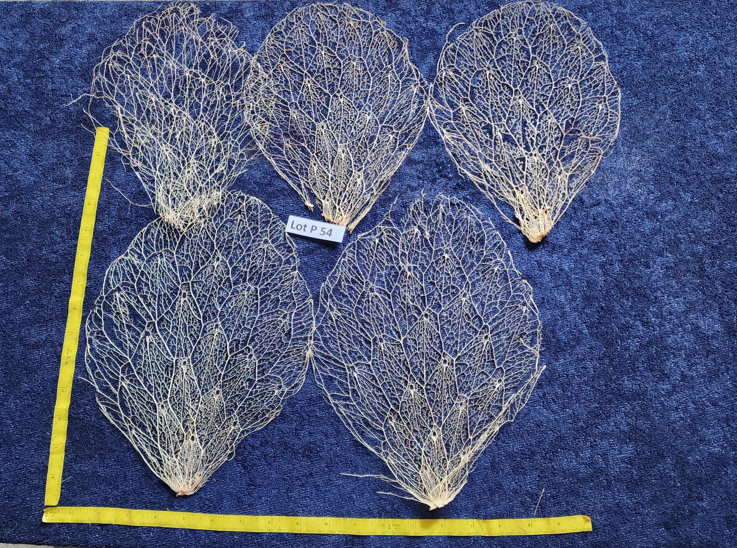 Prickly Pear Cactus Skeleton Fiber  -  Lot P54