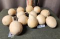 Gourd Lot U 28-1