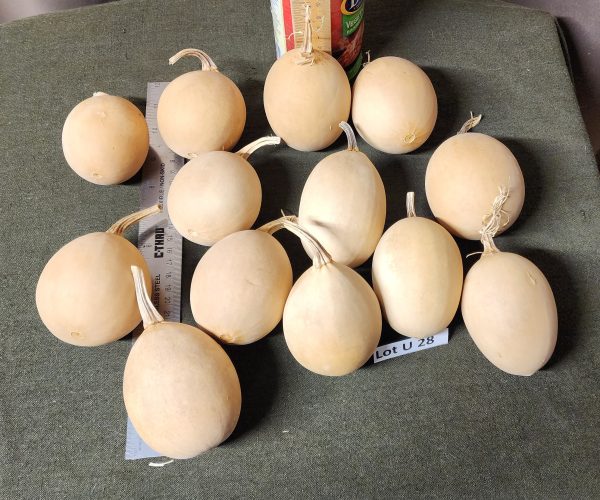 Gourd Lot U 28 - 2