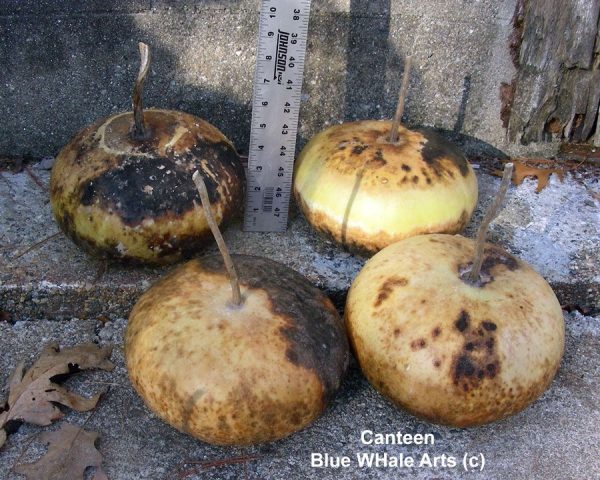 Canteen Gourd Seeds
