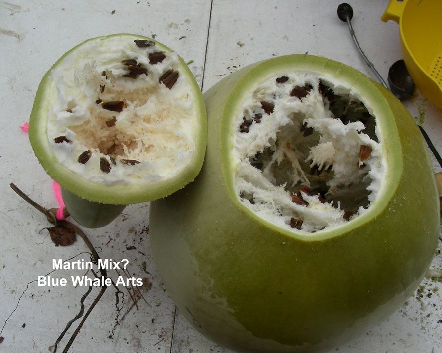 Martin Gourd Seeds