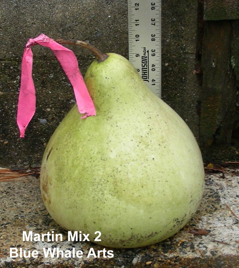 Martin Gourd Seeds Martin Gourd Seeds
