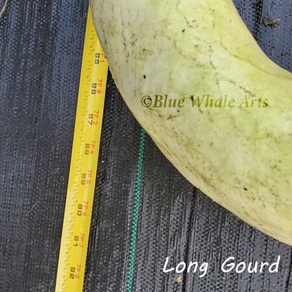 5677 Long Gourd