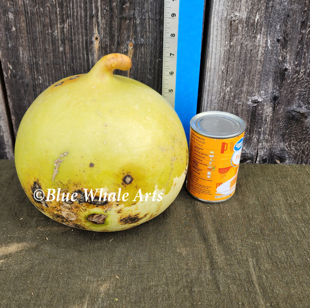 Basketball Gourd Seeds