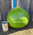 Green-Drum gourd Seeds