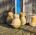 Small Bottle Gourd Seed