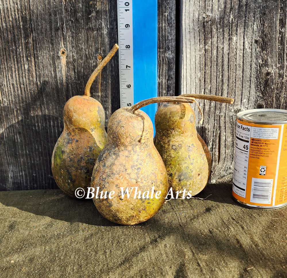 Small Bottle Gourd Seed