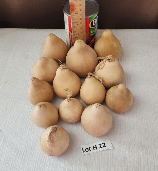 Lot H 22