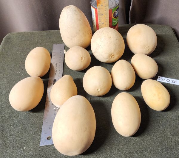 Gourd Lot Q 28 -1