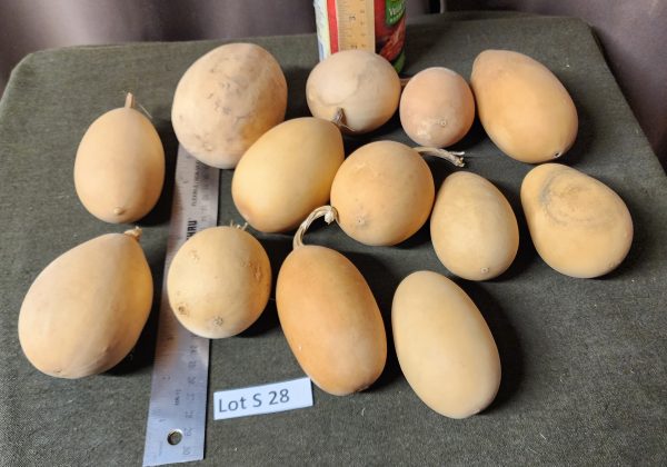 Gourd Lot S 28-1