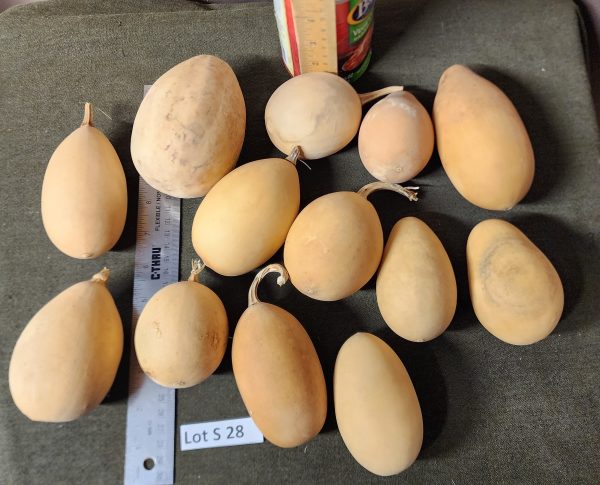 Gourd Lot S 28