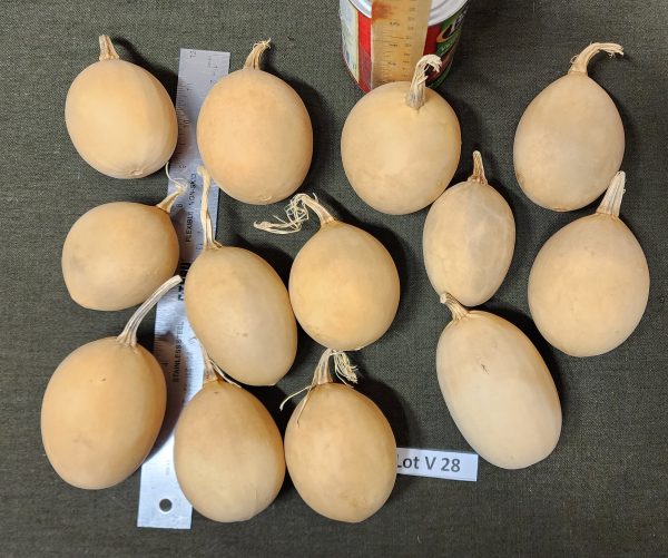 Gourd Lot V 28