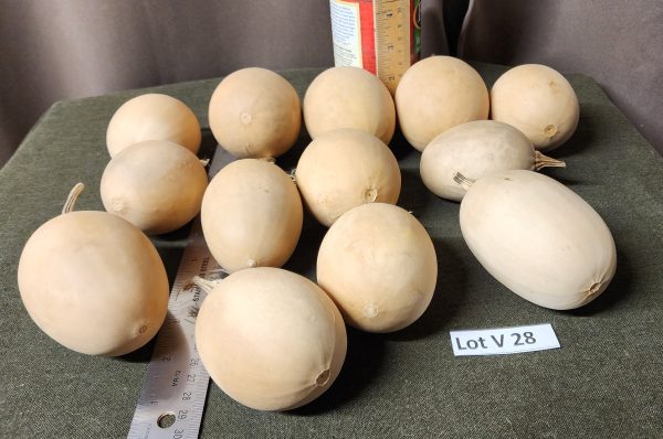 Gourd Lot V28 -1