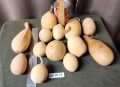 Gourd Lot W 28-1