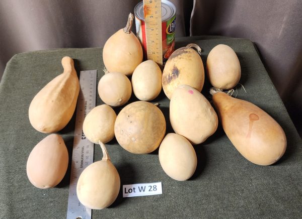 Gourd Lot W 28-1