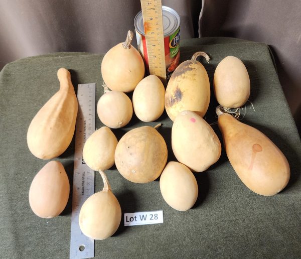Gourd Lot W 28