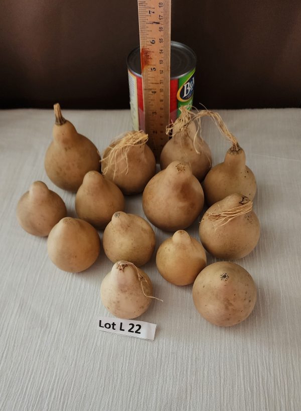 Lot L 22