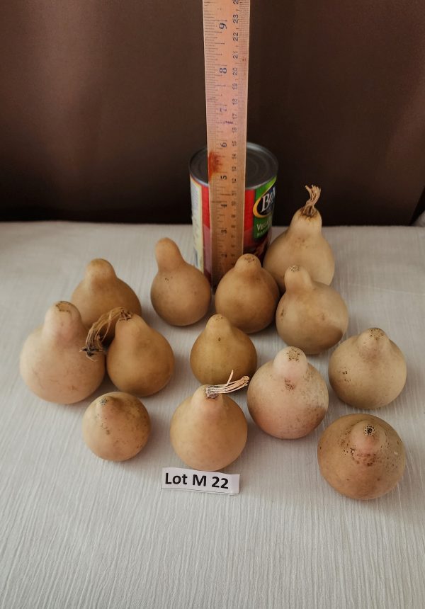Lot M 22