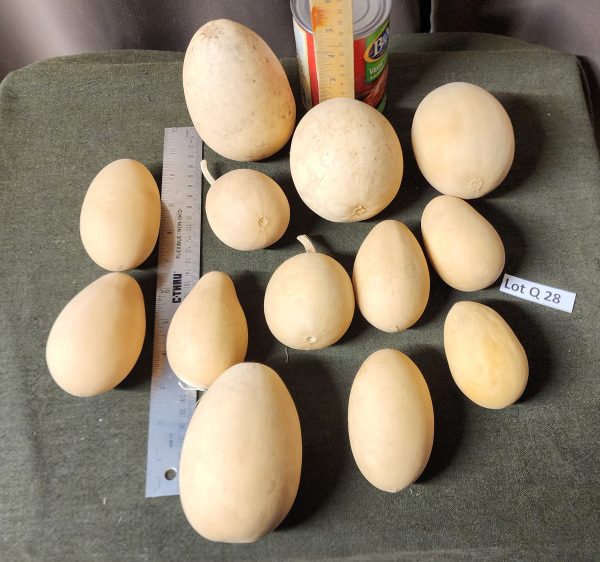 gourd Lot Q 28